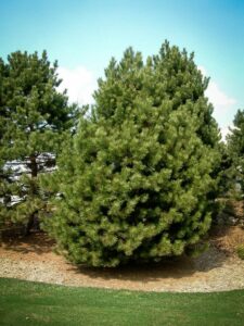 Сосна Чёрная (Pinus Nigra) купить по цене от 270.00р. в интернет-магазине «Посадика» с доставкой почтой в в Новоаннинскийе и по всей России – [изображение №1].