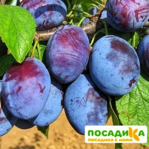 Слива Чачакская ранняя купить по цене от 229.00р. в интернет-магазине «Посадика» с доставкой почтой в в Новоаннинскийе и по всей России – [изображение №1].