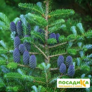 Пихта корейская (Abies koreana) купить по цене от 450.00р. в интернет-магазине «Посадика» с доставкой почтой в в Новоаннинскийе и по всей России – [изображение №1].