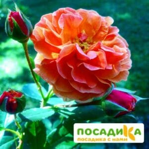 Роза Арабия купить по цене от 350.00р. в интернет-магазине «Посадика» с доставкой почтой в в Новоаннинскийе и по всей России – [изображение №1].