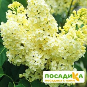 Сирень Примроуз (Primrose) купить по цене от 529.00р. в интернет-магазине «Посадика» с доставкой почтой в в Новоаннинскийе и по всей России – [изображение №1].