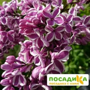 Сирень Сенсация купить по цене от 529.00р. в интернет-магазине «Посадика» с доставкой почтой в в Новоаннинскийе и по всей России – [изображение №1].