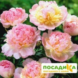 Пион Распберри Сандей (Paeonia Raspberry Sundae) купить по цене от 959р. в интернет-магазине «Посадика» с доставкой почтой в в Новоаннинскийе и по всей России – [изображение №1].