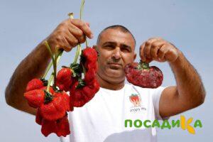 Клубника Гигант Джорнея купить по цене от 266р. в интернет-магазине «Посадика» с доставкой почтой в в Новоаннинскийе и по всей России – [изображение №1].