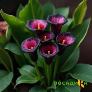 Калла Аура Лейс купить по цене от 400р. в интернет-магазине «Посадика» с доставкой почтой в в Новоаннинскийе и по всей России – [изображение №1].