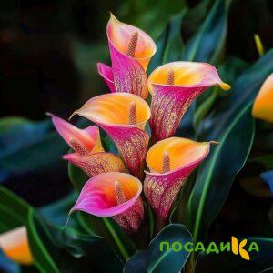 Калла Оникс купить по цене от 450р. в интернет-магазине «Посадика» с доставкой почтой в в Новоаннинскийе и по всей России – [изображение №1].