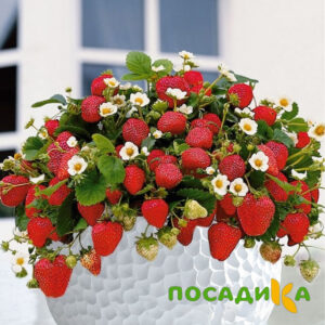 Клубника Рубиновый Шепот (горшечная) купить по цене от 240р. в интернет-магазине «Посадика» с доставкой почтой в в Новоаннинскийе и по всей России – [изображение №1].