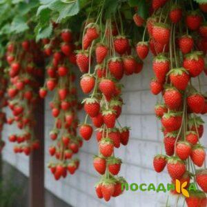 Клубника вьющаяся Комплимент купить по цене от 470р. в интернет-магазине «Посадика» с доставкой почтой в в Новоаннинскийе и по всей России – [изображение №1].