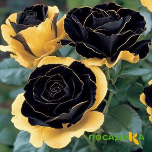 Роза Ханни Сикл купить по цене от 700р. в интернет-магазине «Посадика» с доставкой почтой в в Новоаннинскийе и по всей России – [изображение №1].