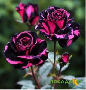 Роза Багровый Шепот купить по цене от 366р. в интернет-магазине «Посадика» с доставкой почтой в в Новоаннинскийе и по всей России – [изображение №1].