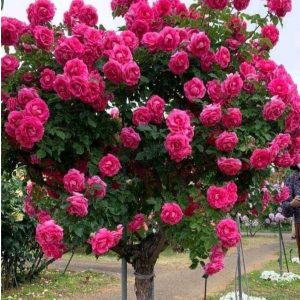 Роза Версаля купить по цене от 232р. в интернет-магазине «Посадика» с доставкой почтой в в Новоаннинскийе и по всей России – [изображение №1].